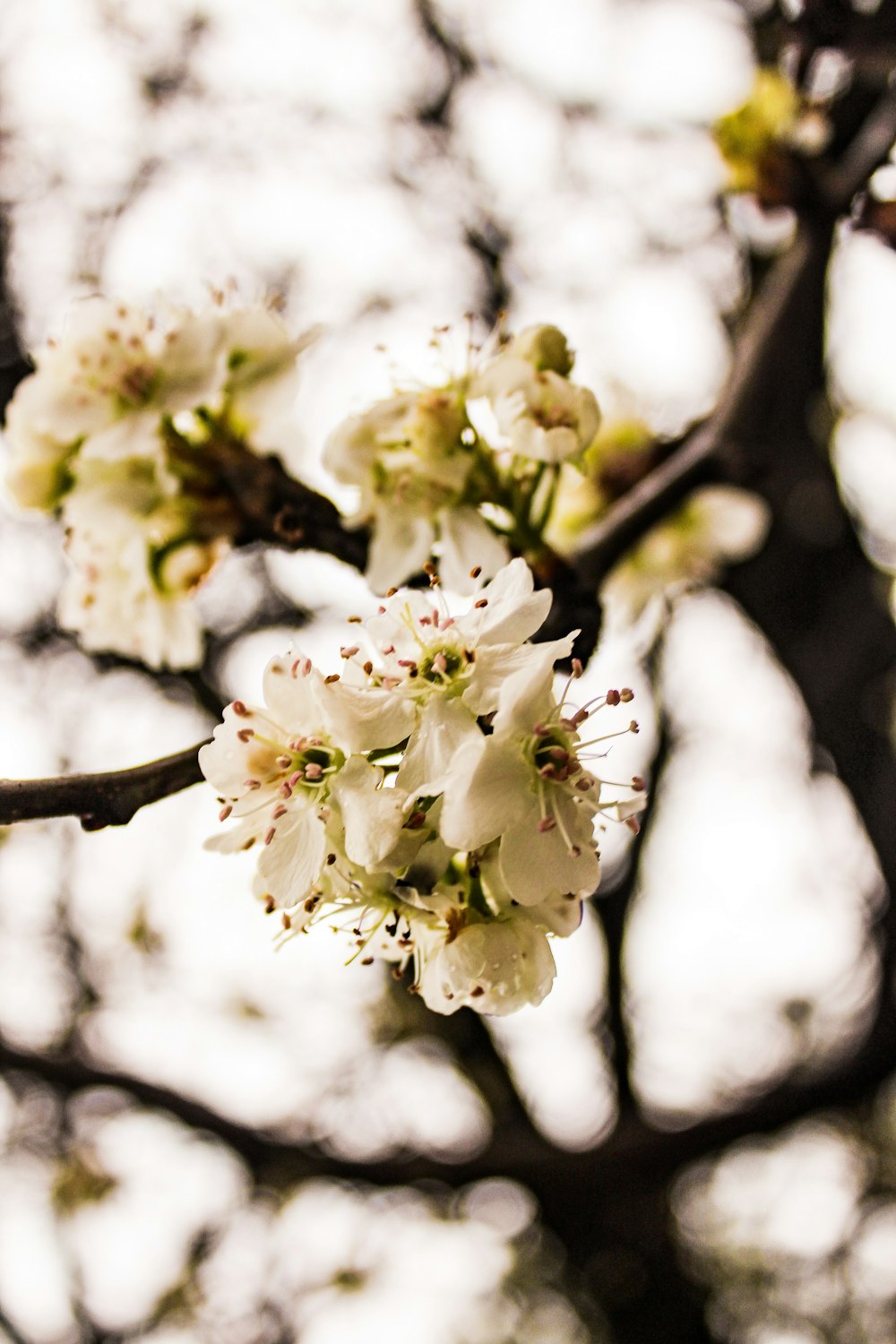 a close up of a tree with white flowers