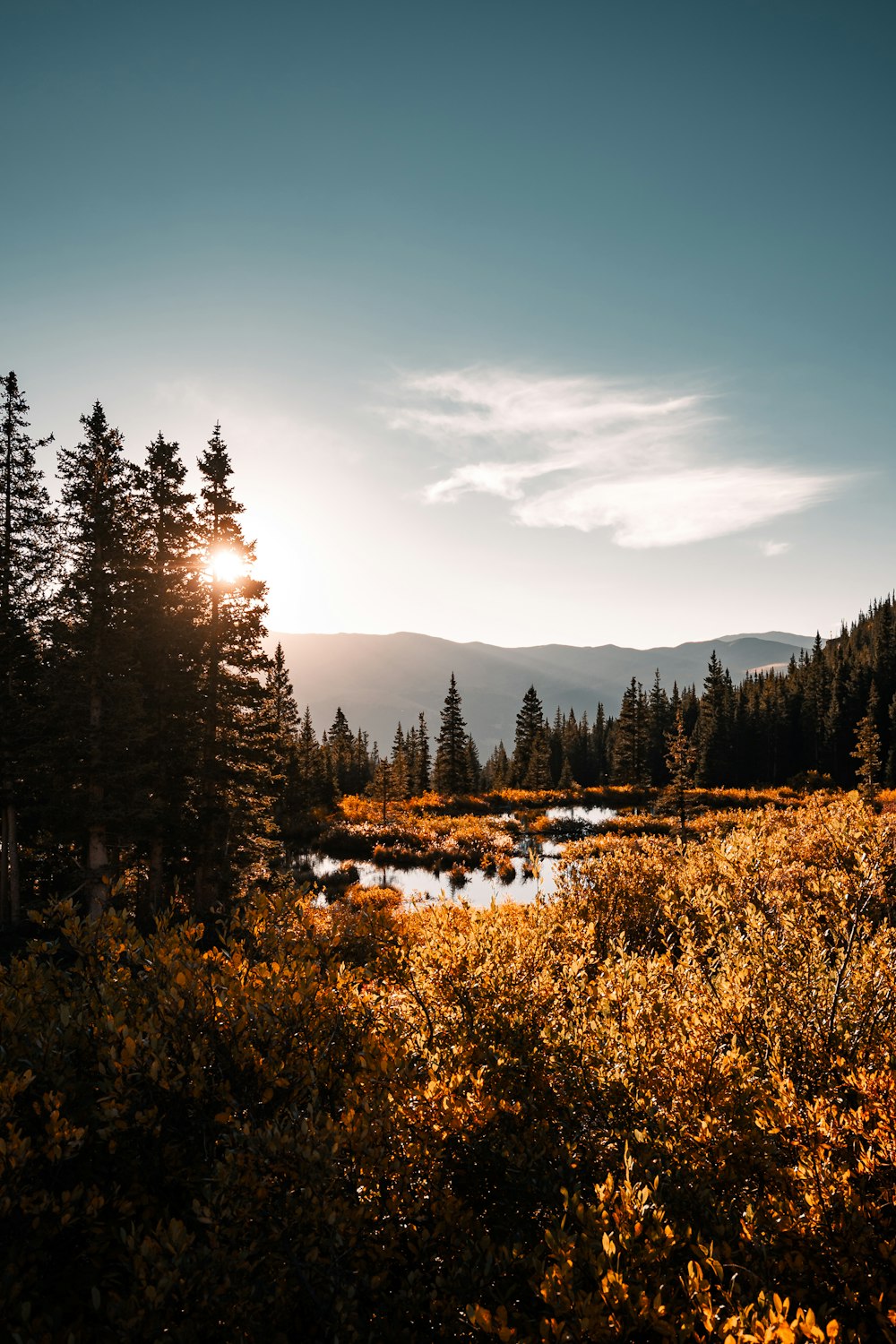 El sol se está poniendo sobre un pequeño arroyo en el bosque