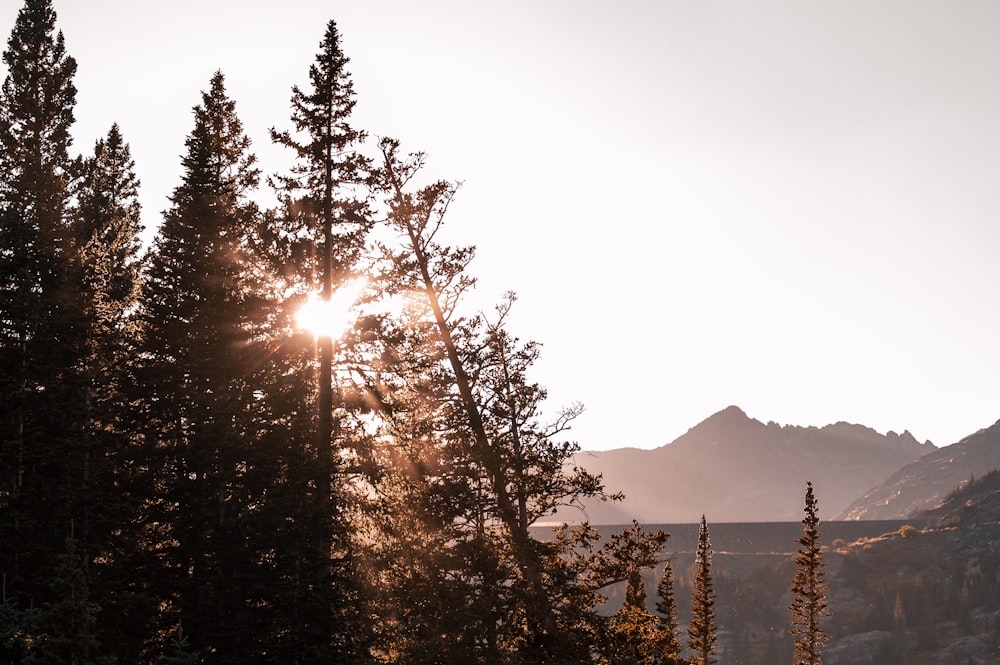 the sun shines through the trees in the mountains