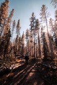 Sunlight filtering through tall trees onto a calm trail where horses walk.