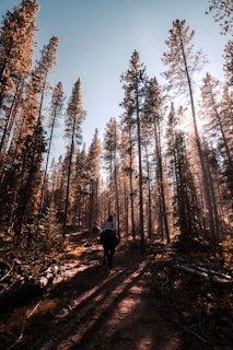 Riders enjoying a trail ride through sun-dappled pine woods at Coeur des Pins Équestre.