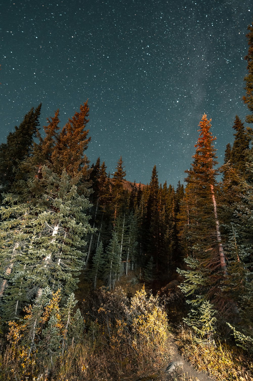 the night sky with stars above a forest