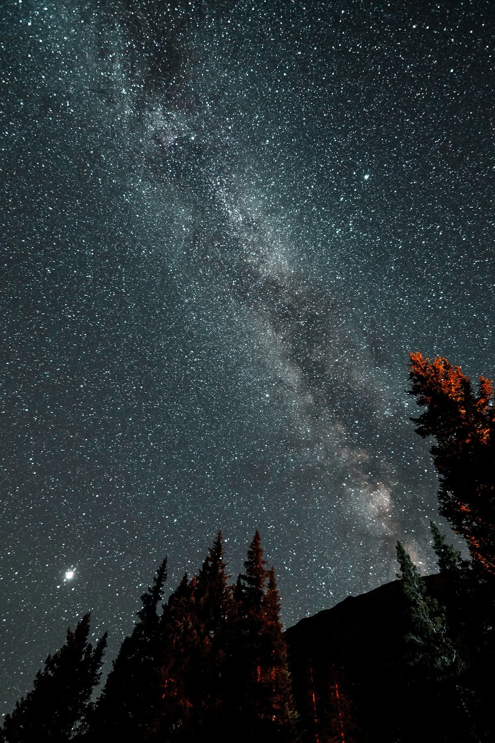 El cielo nocturno con estrellas y árboles en primer plano