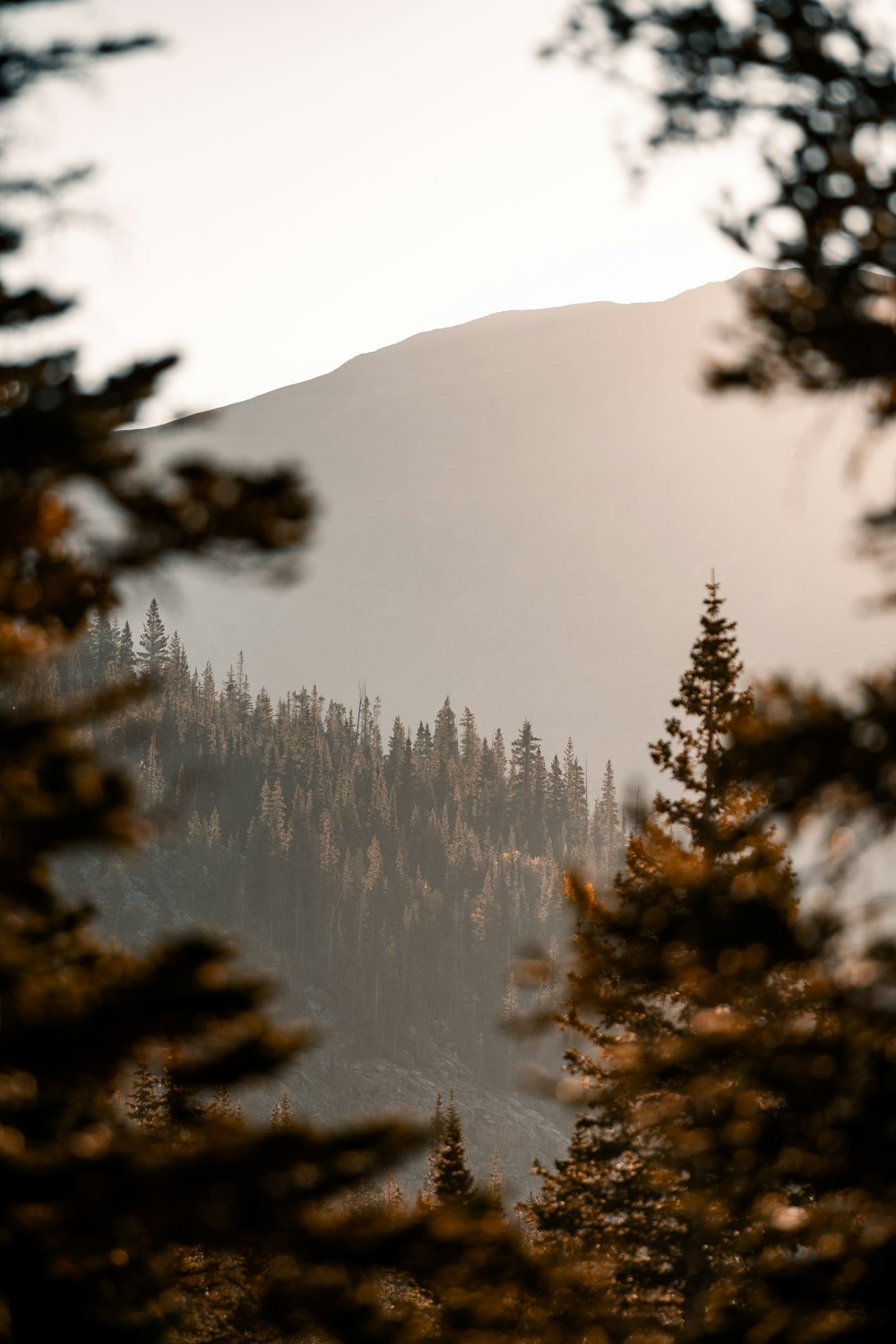 uma vista de uma montanha com árvores em primeiro plano
