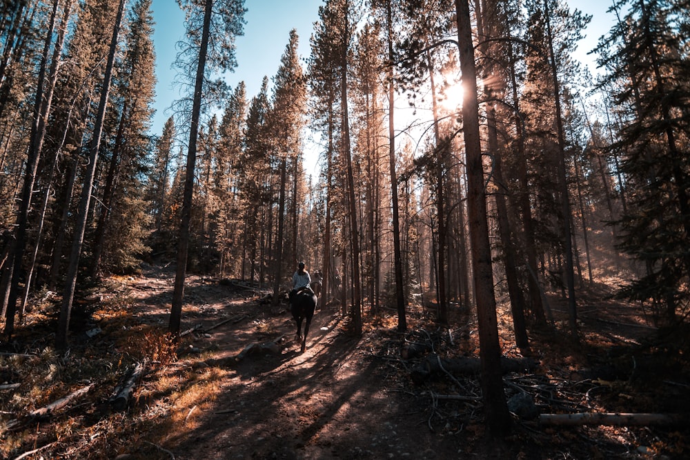 a person riding a horse through a forest