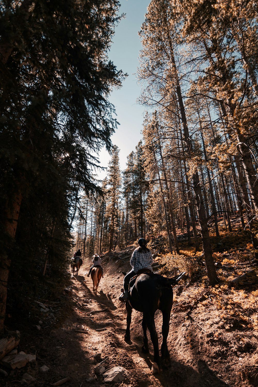 Ein paar Leute reiten auf dem Rücken von Pferden