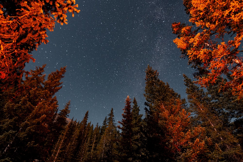 Un cielo nocturno con estrellas y árboles en primer plano