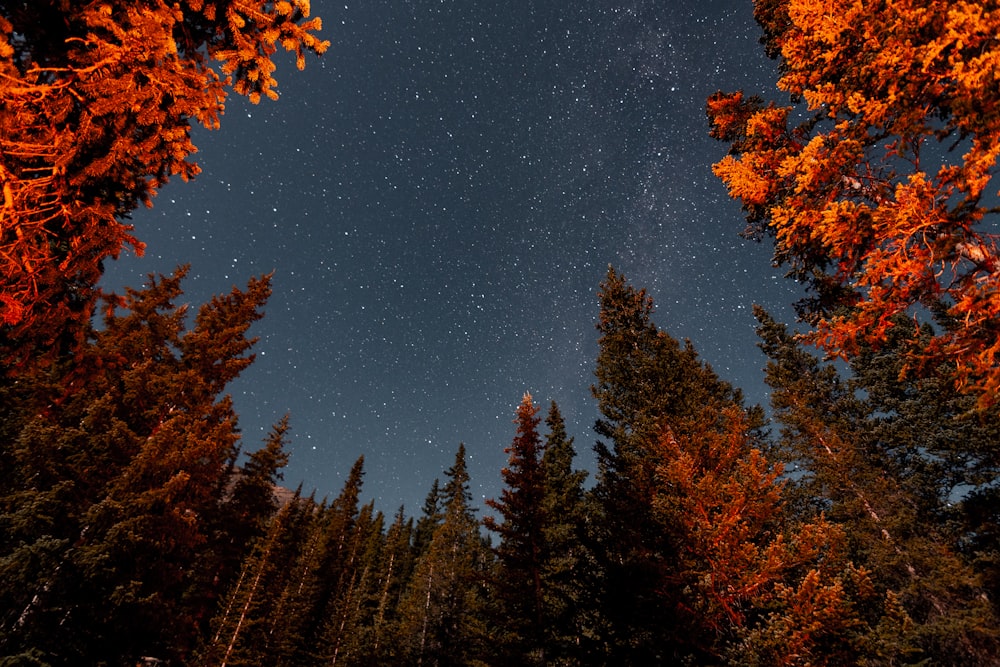 Un cielo notturno con stelle e alberi in primo piano