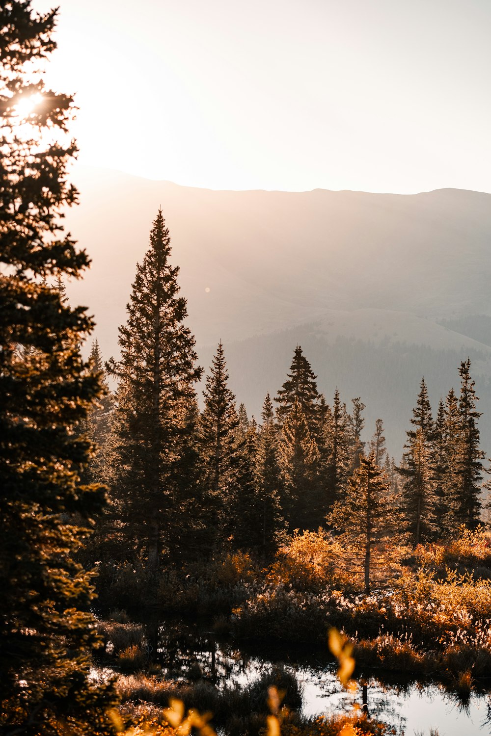 the sun shines through the trees in the mountains