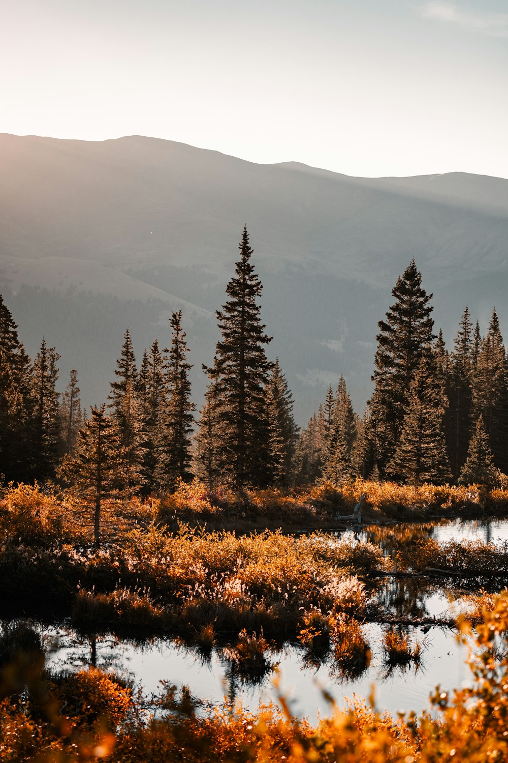 a forest filled with lots of trees next to a river