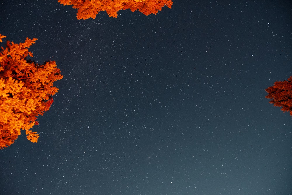 a night sky with stars and trees in the foreground