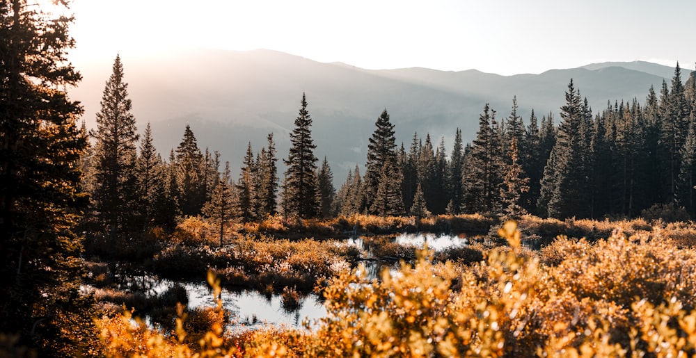 Le soleil brille sur les arbres dans les montagnes