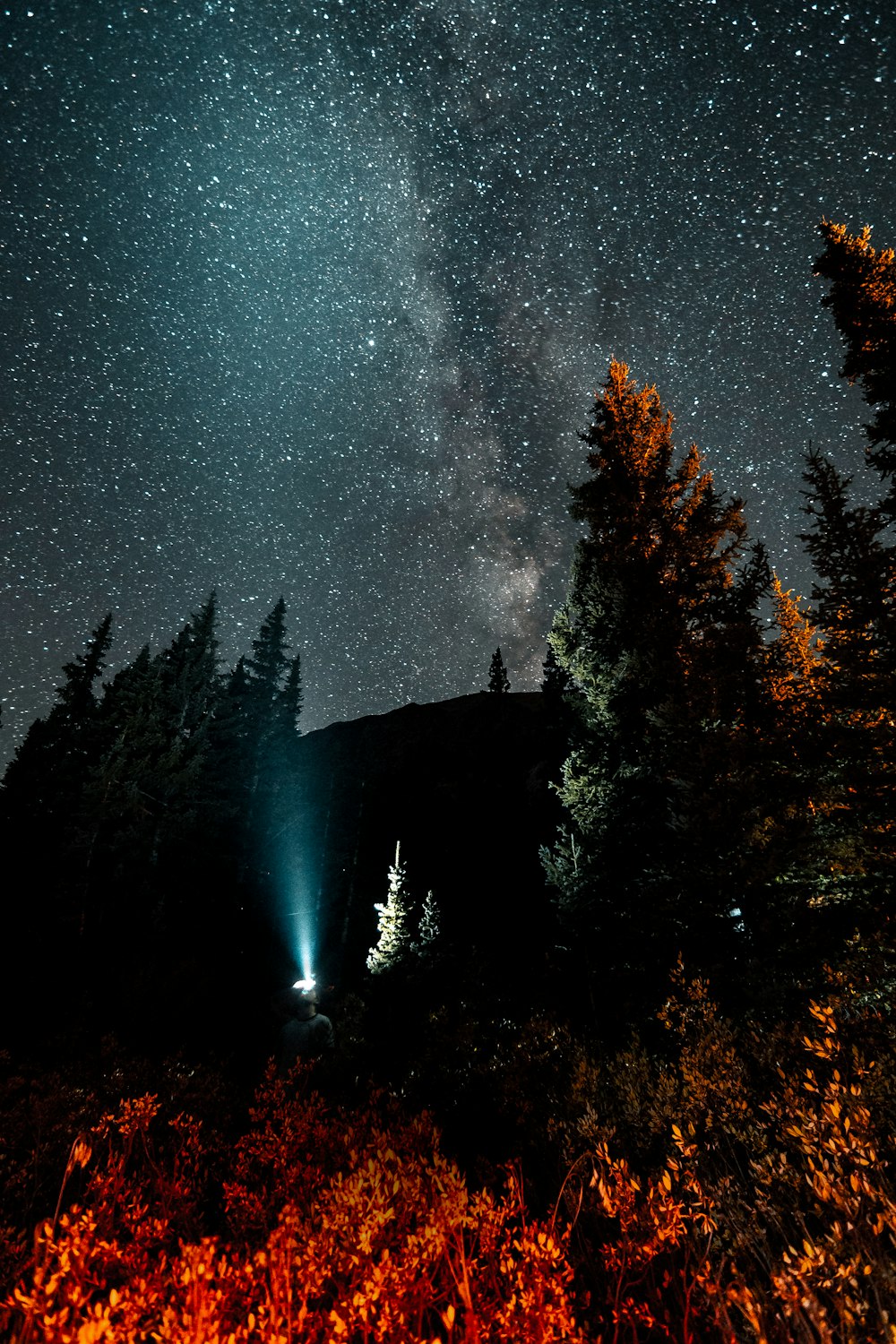 a night sky filled with stars and trees