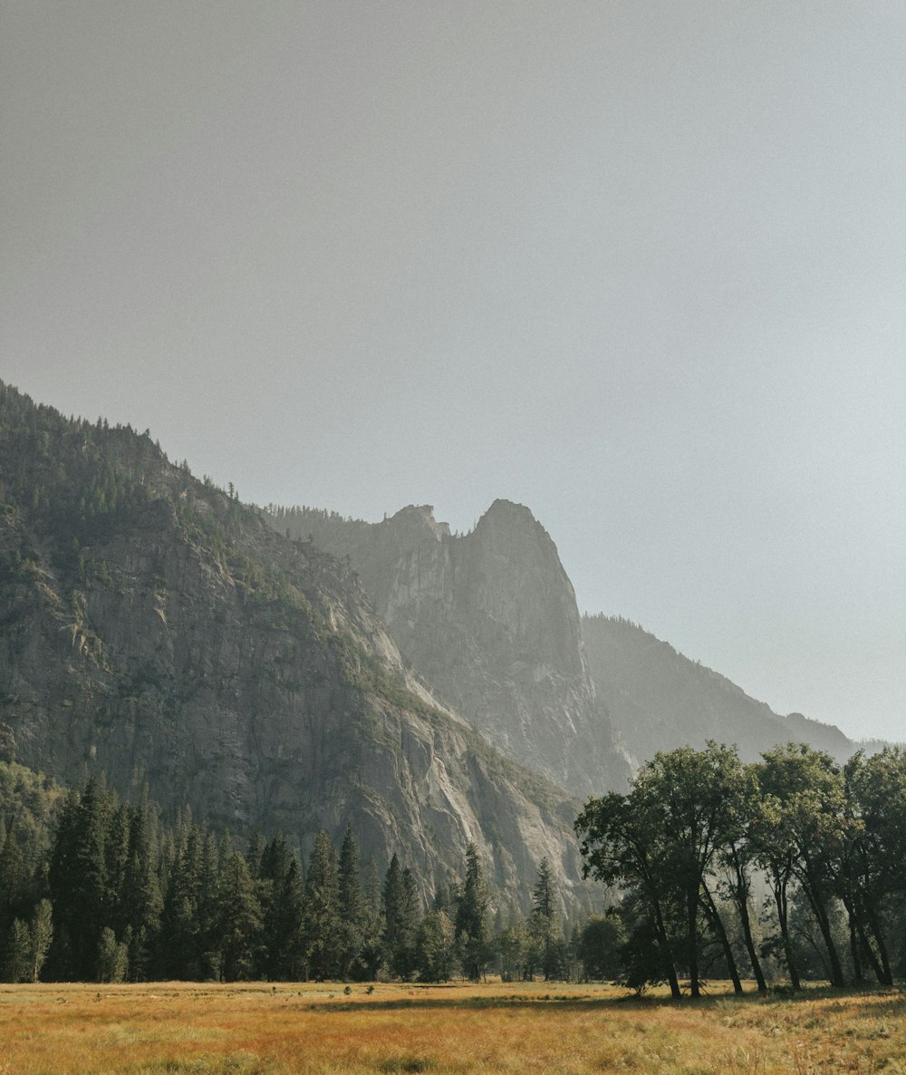 a horse grazing in a field in front of a mountain