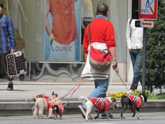 A person walks multiple small dogs on leashes, each wearing matching red jackets. There are other pedestrians in the background on a city street, with some store signs visible.