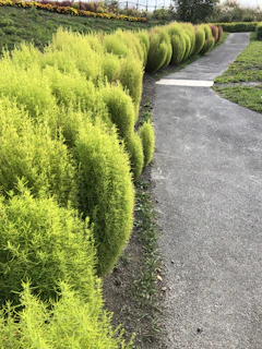Smooth, elegant curved grass edges flowing alongside a garden pathway in a modern yard.