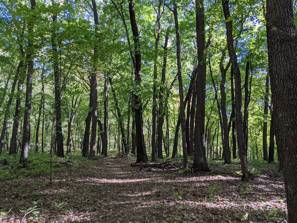 a dirt path in the middle of a forest