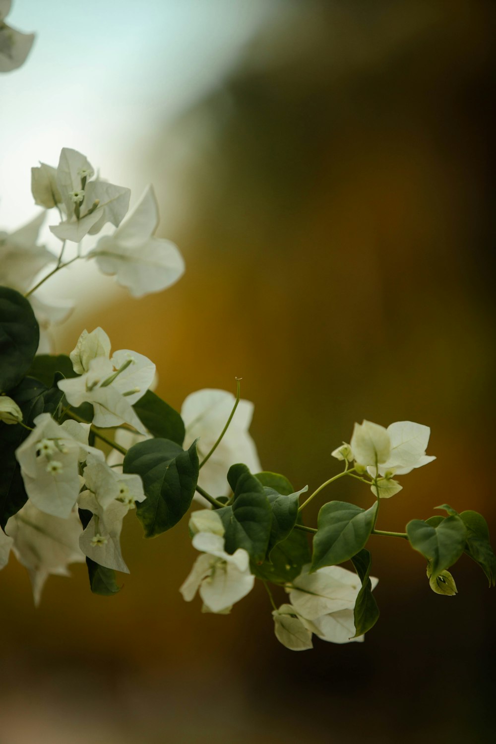 a vase of flowers sitting on a table