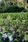 A pond filled with azolla, illustrating its aquatic habitat.