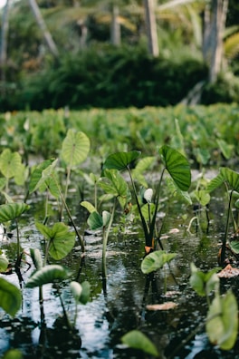 A pond filled with azolla, illustrating its aquatic habitat.
