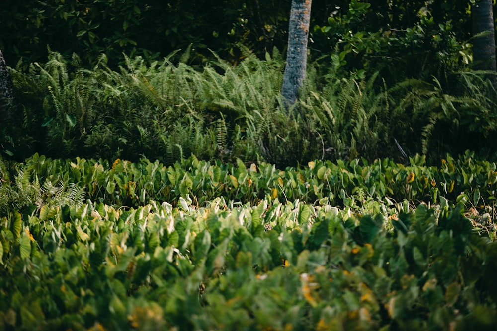 a lush green forest filled with lots of trees