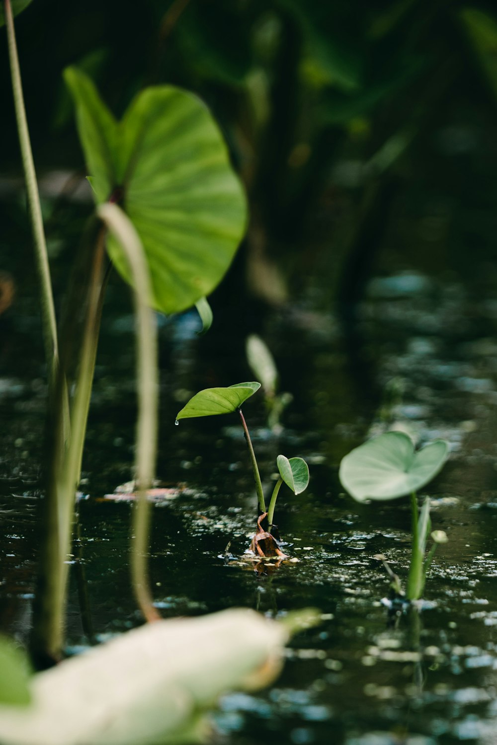 a bird swimming in water