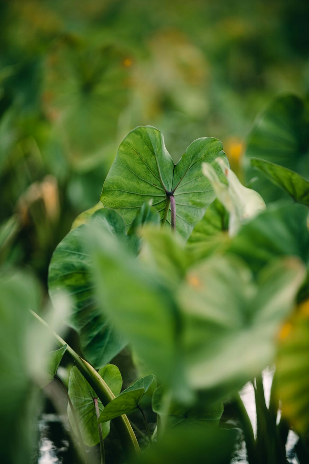 a green leafy plant with yellow flowers in the background