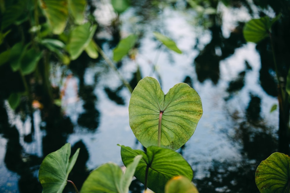 une grande feuille verte posée sur une plante verte luxuriante