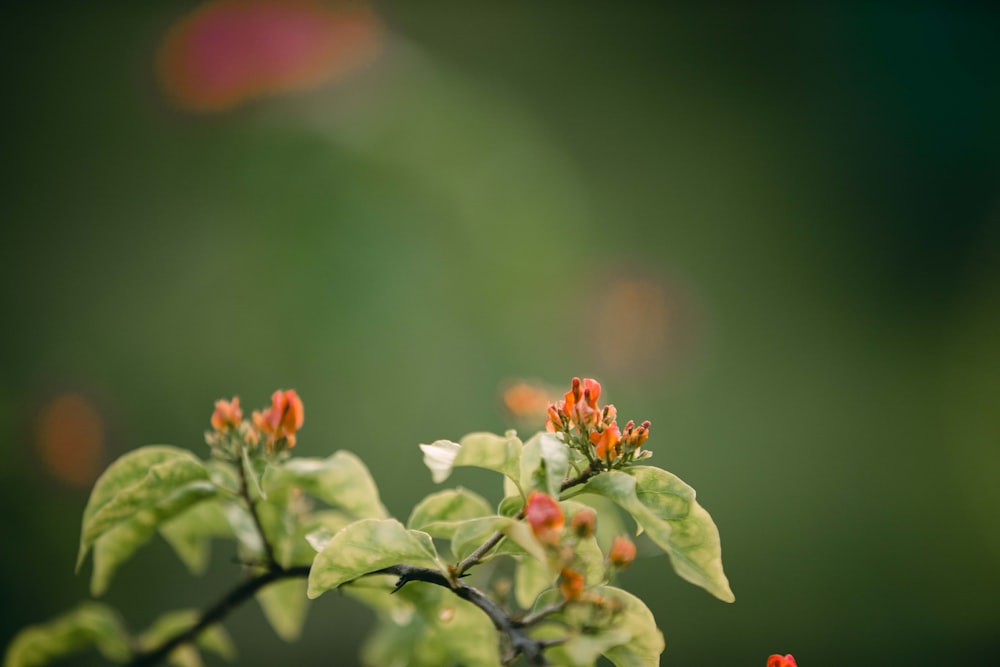 a close up of a plant with red flowers