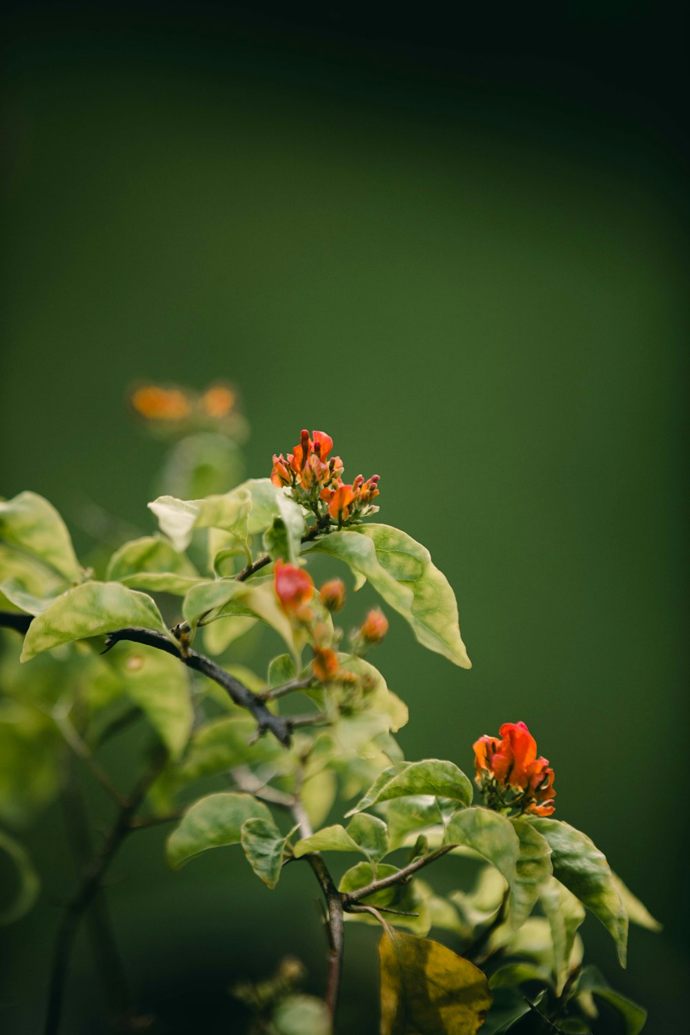 a close up of a plant with red flowers