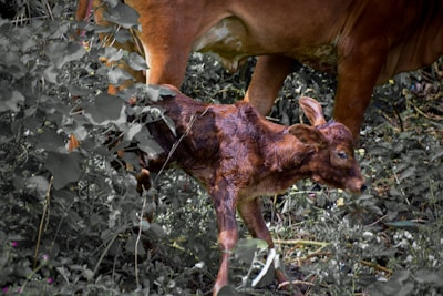 A newborn calf stands close to its mother among dense, green foliage. The calf appears wet and fragile, indicating it has just been born. Its mother is partially visible, with a focus on its legs and belly. The setting is a natural, outdoor environment with plants surrounding them.