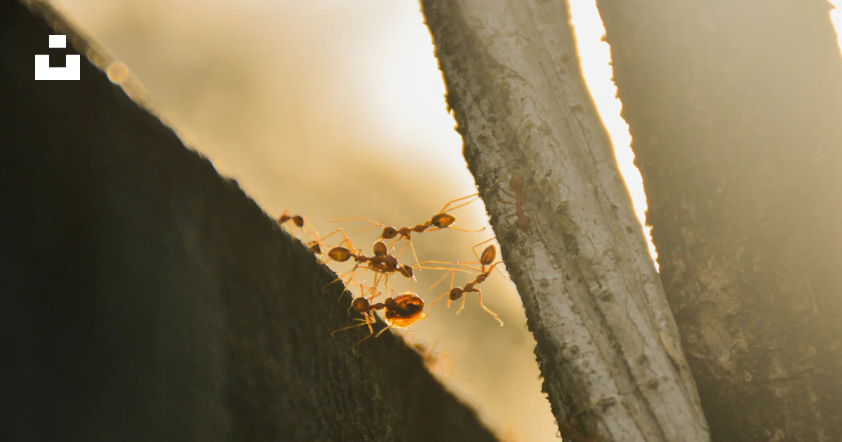 A close up of a small insect on a piece of wood photo – Free Flare ...