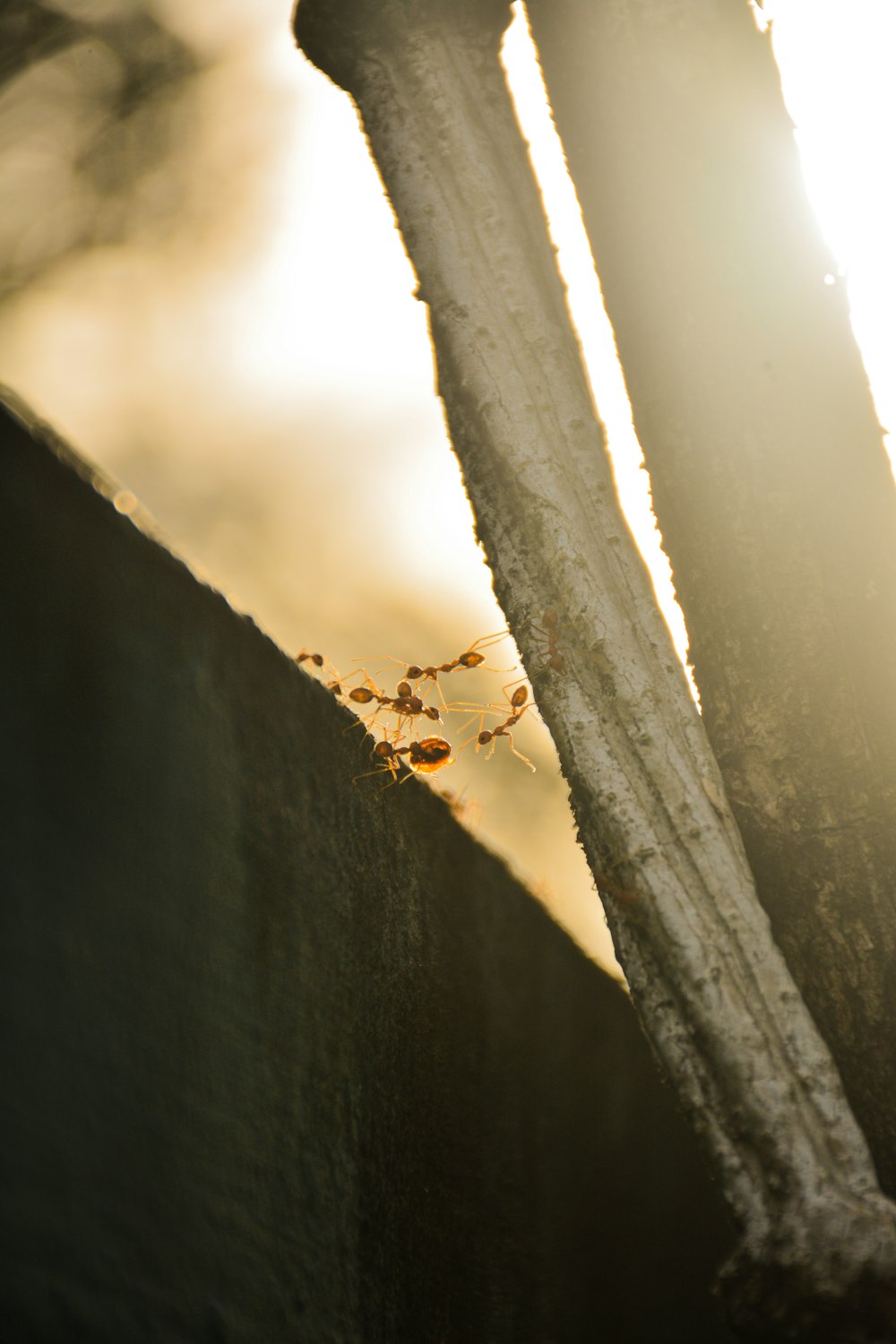 a close up of a small insect on a piece of wood