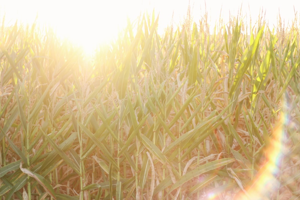 a field of grass with the sun shining in the background