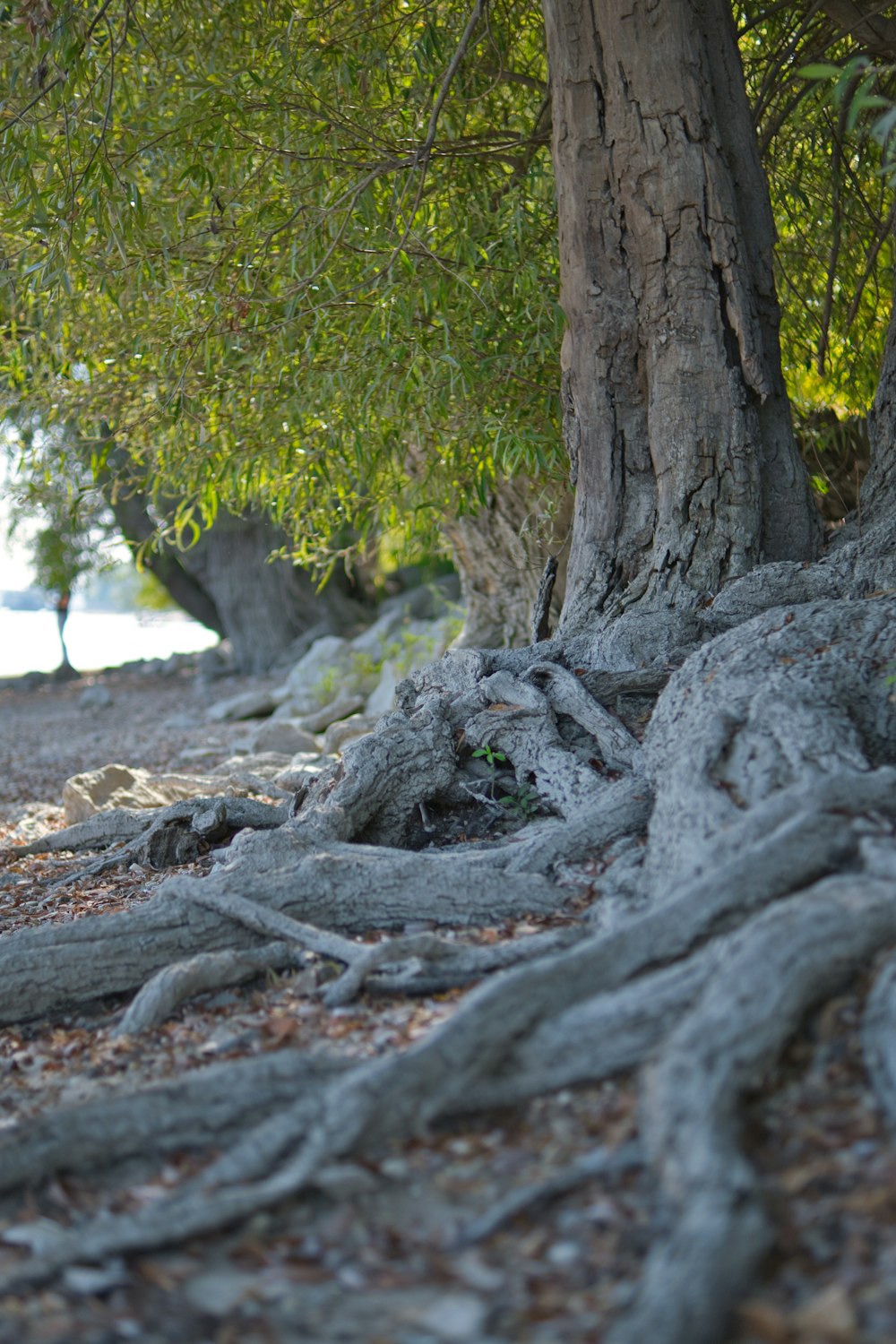 a tree that has some very large roots on it