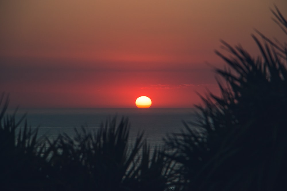 the sun is setting over the ocean and the trees are silhouetted