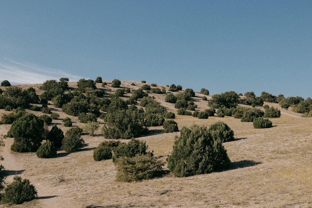 a grassy hill with trees on top of it