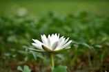 Close-up of a single white lotus flower glowing gently against a deep blue background.