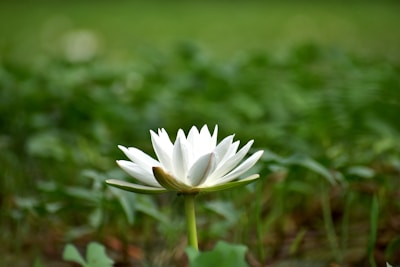 Close-up of a single white lotus flower glowing gently against a deep blue background.