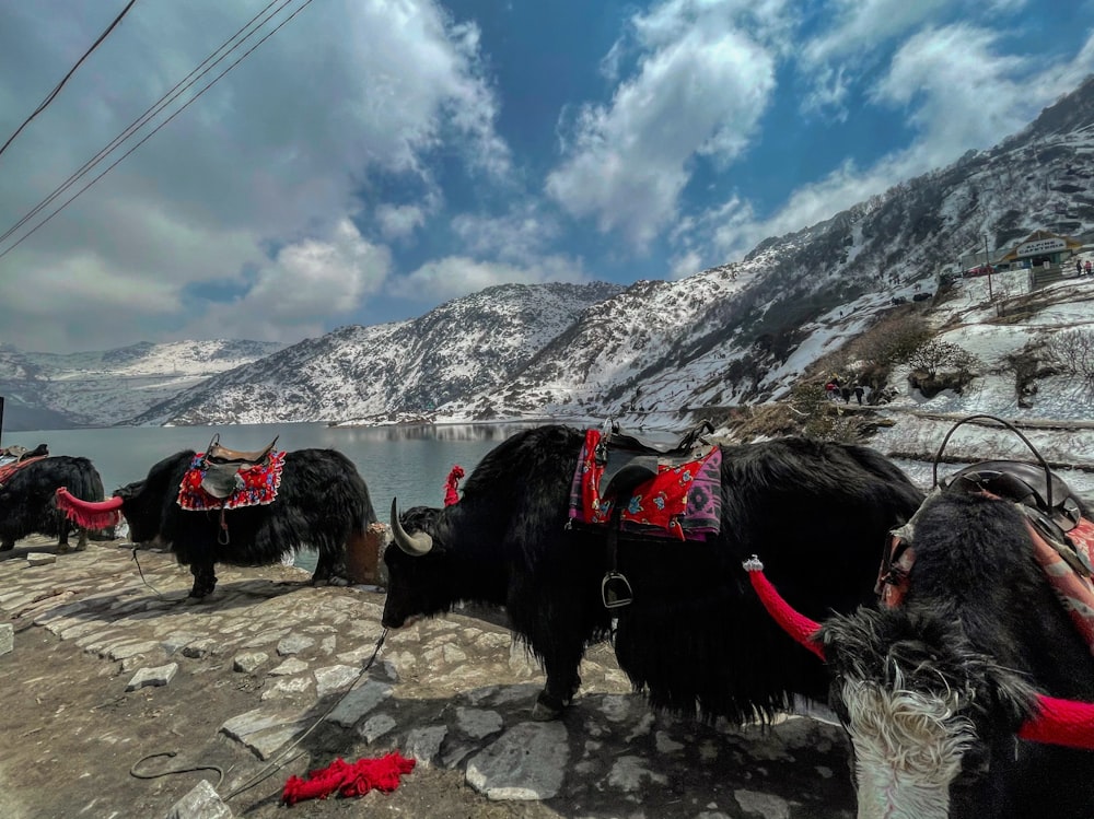 a herd of yaks standing next to a body of water