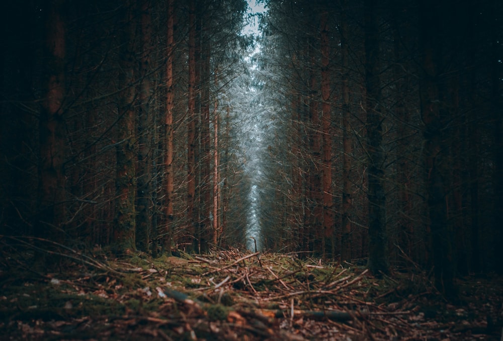 a forest filled with lots of tall trees