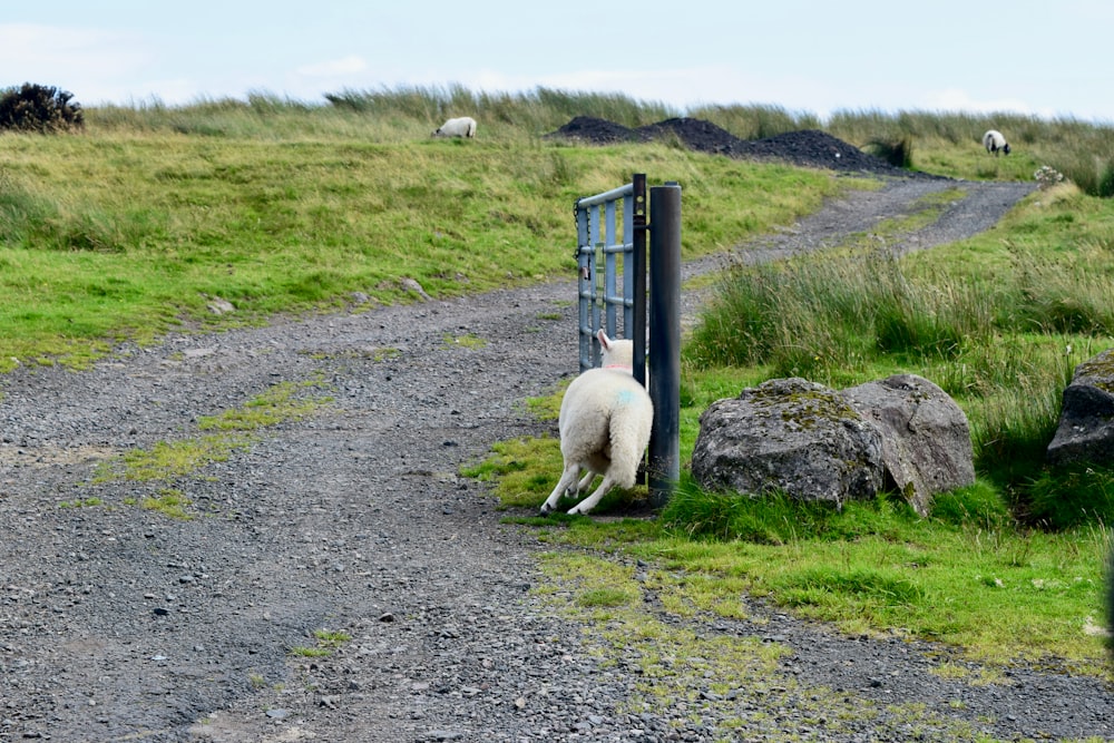 a sheep standing next to a sign on a dirt road