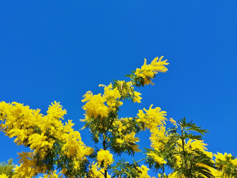 a tree with yellow flowers in the foreground and a blue sky in the background