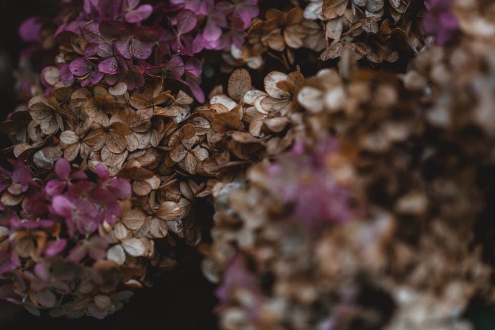 a close up of a bunch of purple flowers