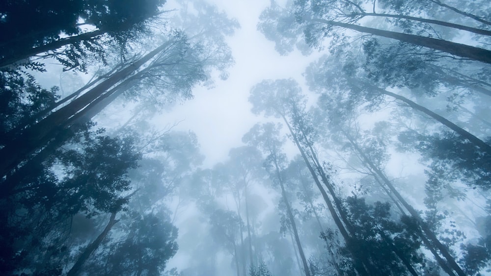 uma floresta cheia de muitas árvores altas