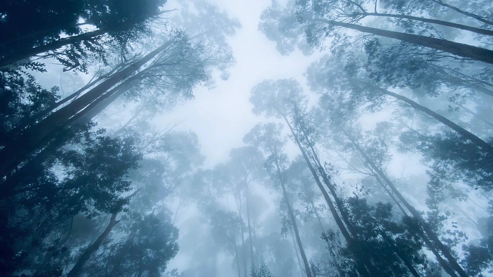 Dense pine and eucalyptus forest on a hillside, shafts of afternoon light penetrating the canopy, forest floor soft with fallen needles