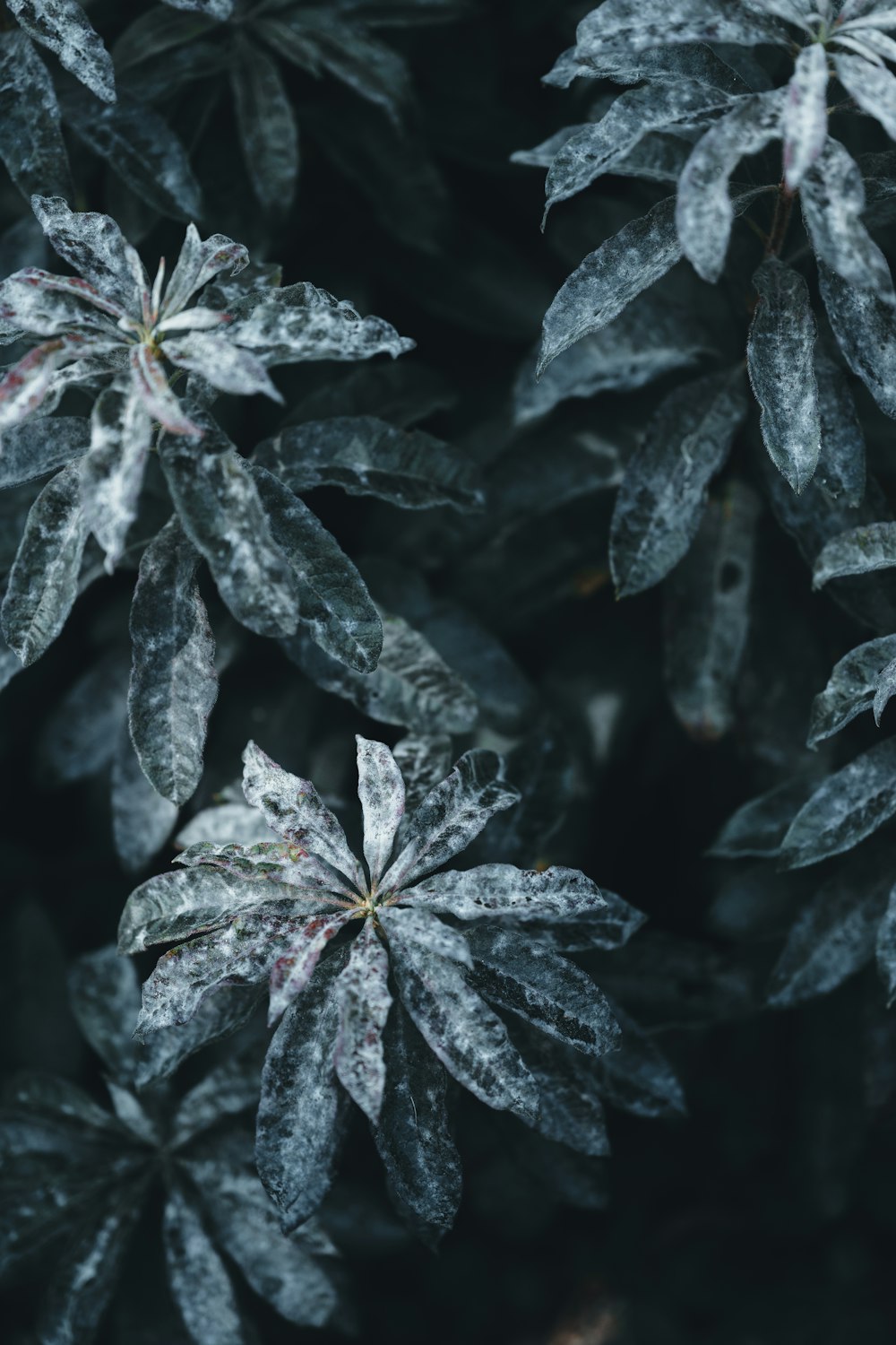 a close up of a plant with frost on it