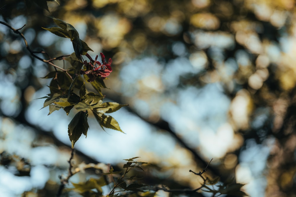 a branch with red flowers and green leaves