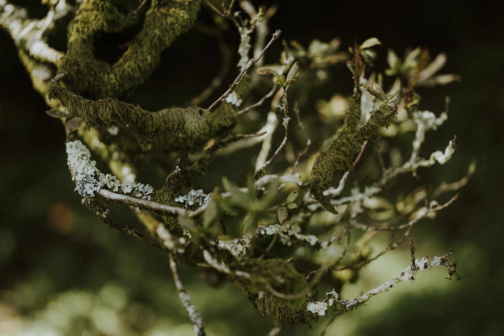 Un primer plano de un árbol con musgo creciendo en él