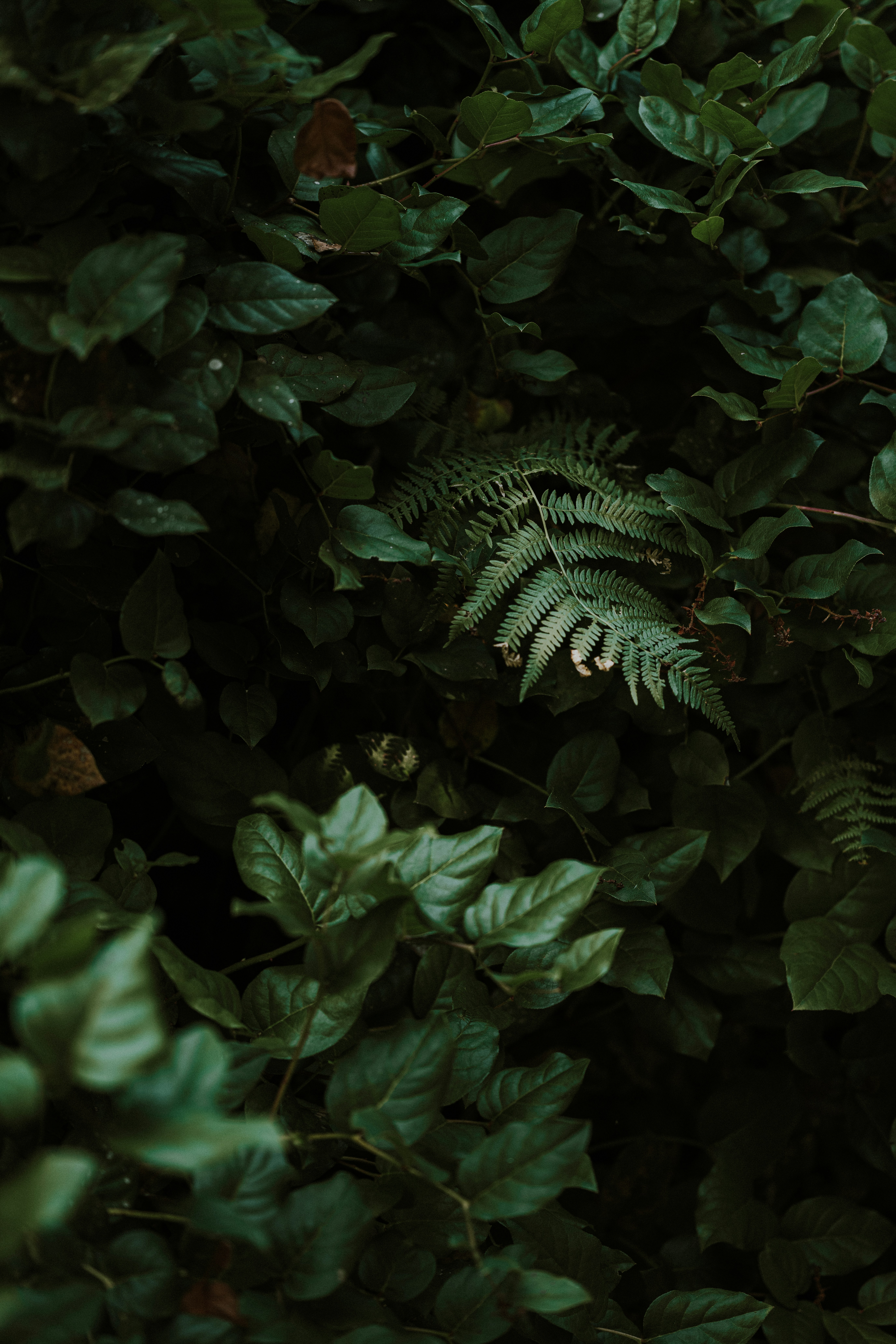 Photo by anniespratt